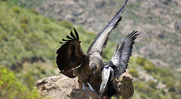 Condor juvenil disputa alimento con Á guila Mora