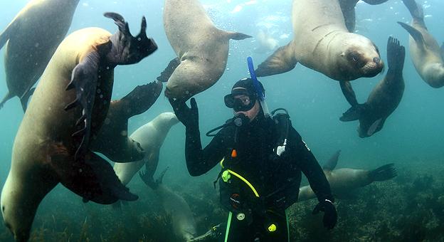Buceo con lobos marinos