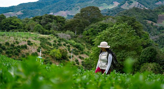 Finca Café Don Lara Cerro Punta