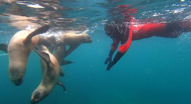 Buceo con lobos marinos