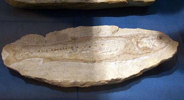 Petrificada la imagen de un pèz en la piedra Petrificada la imagen de un pèz en la piedra