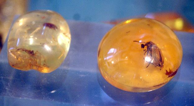 Una pieza sumamente importantese puede observar en el museo, dentro de una efera Ambar un isecto se coserva intacto por años. Una pieza sumamente importantese puede observar en el museo, dentro de una efera Ambar un isecto se coserva intacto por años.