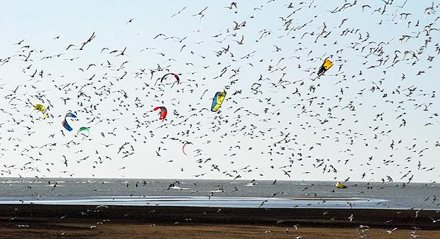 Aventura en la costa vuelo de parapentes entre las aves