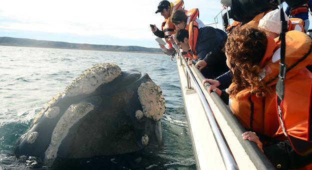 Paseos náuticos avistaje de ballenas en puerto Madryn