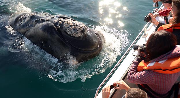 Avistaje embarcado de ballenas en Puerto Madryn
