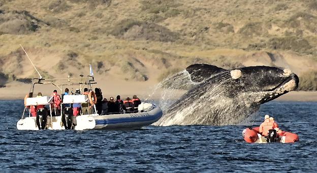 Temporada de ballenas en Puerto Madryn