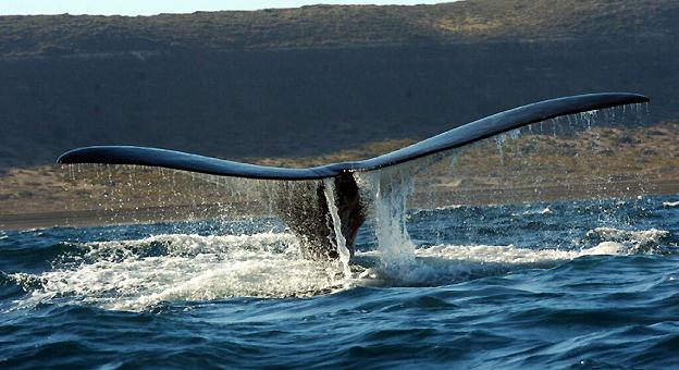 Icono frecuente en el avistaje de ballenas en Puerto Madryn