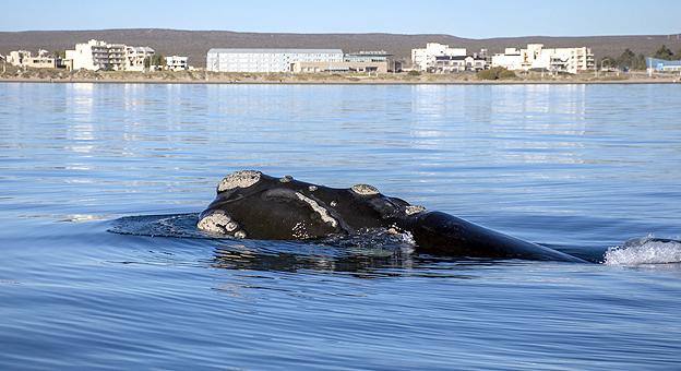 Ballenas