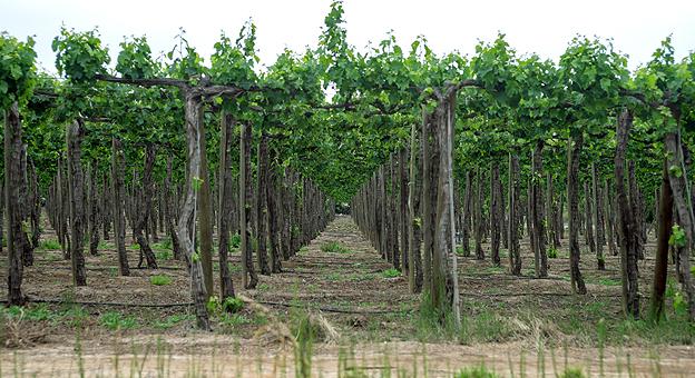 Isla de Maipo 

