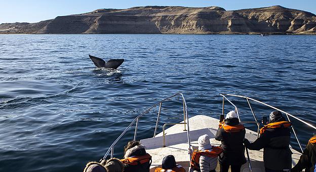 Avistaje de Ballenas