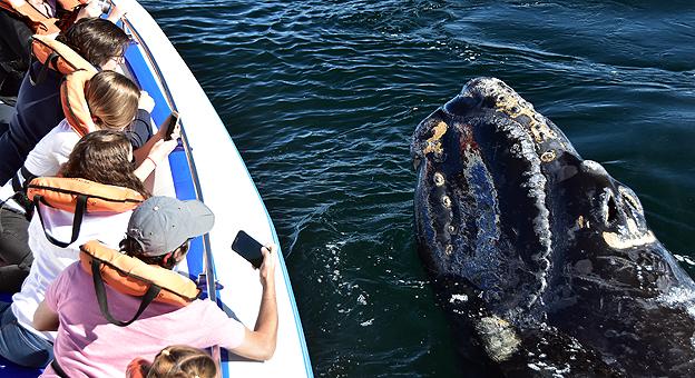 Avistaje de Ballenas 