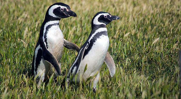 Pinguinos