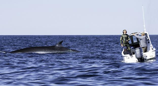 Ballenas Set