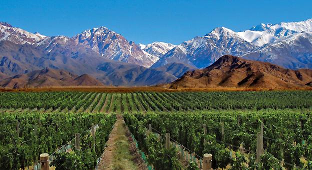 Mendoza-cultivos de vid