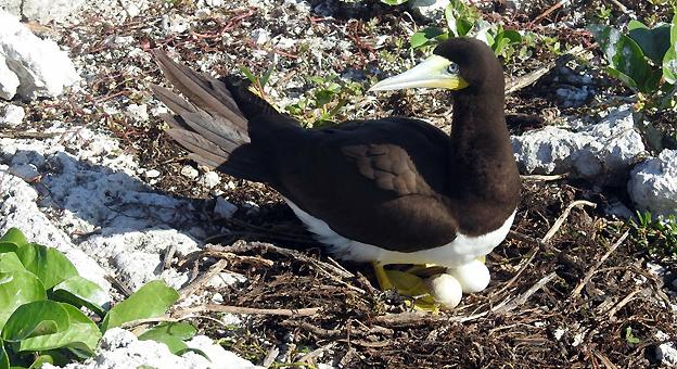 Piquero Pardo descansa en su nido en la isla