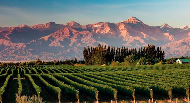 Viñedos en Mendoza Viñedos en Mendoza