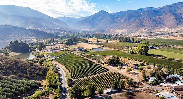Viñedos en el Valle de Malloa Viñedos en el Valle de Malloa